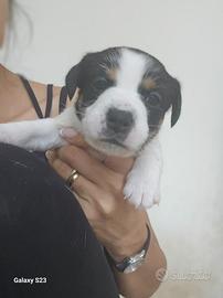 Jack russell