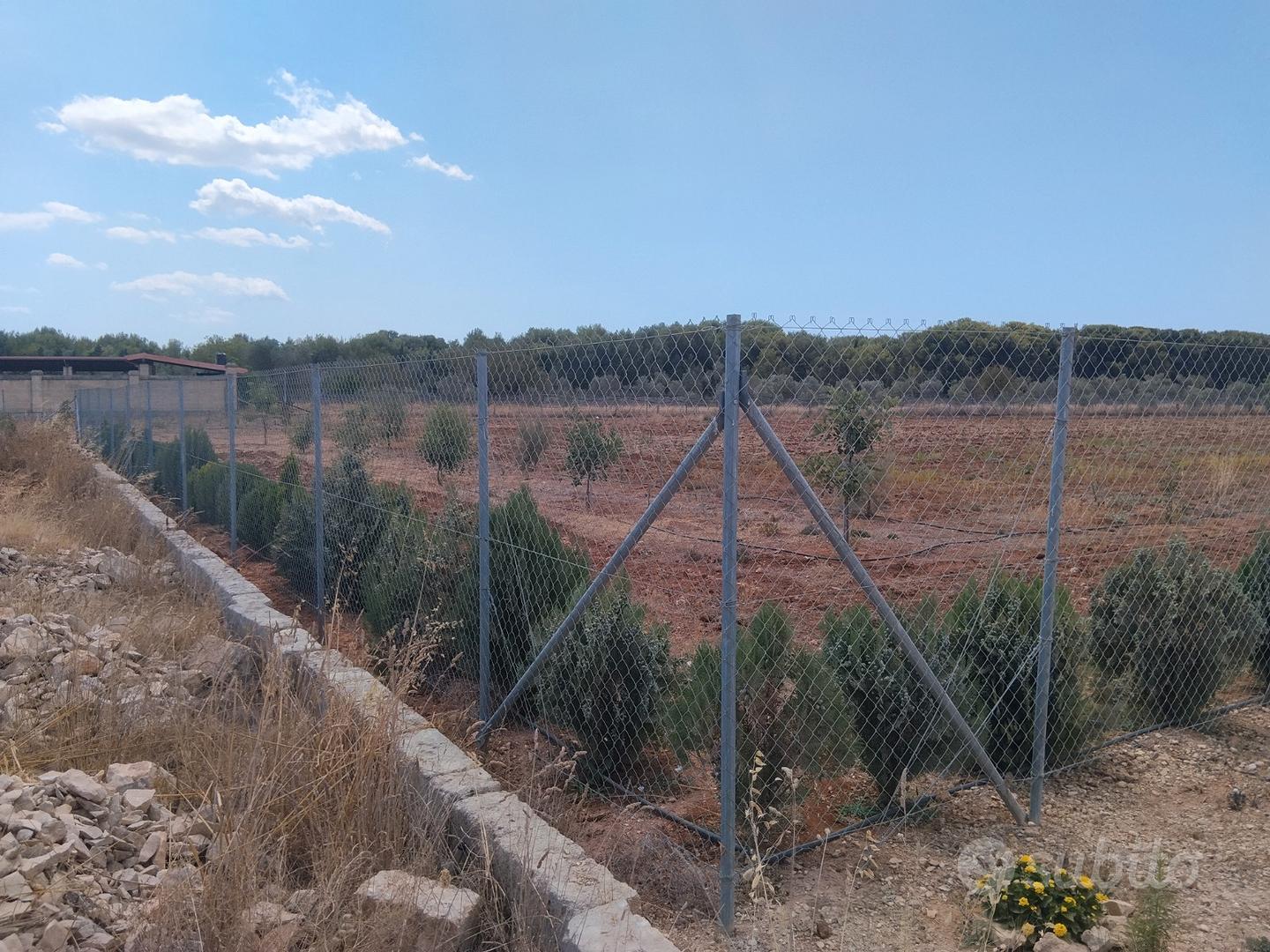 Terreno agricolo, zona Porto Cesareo - Vista 3