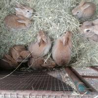 Conigli allevati in modo naturale