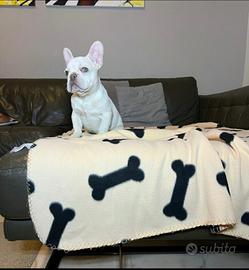 Cucciolo di bulldog francese Isabella