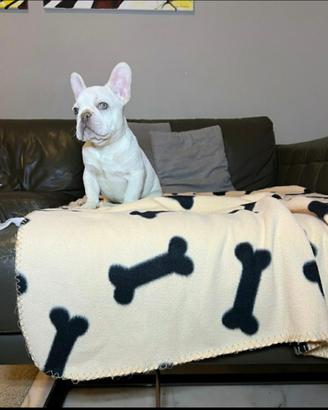 Cucciolo di bulldog francese Isabella