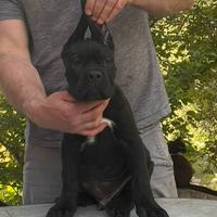 Cuccioli maschi di Cane Corso