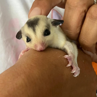 Petauri dello zucchero ancestrali e faccia bianca