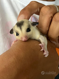 Petauri dello zucchero ancestrali e faccia bianca