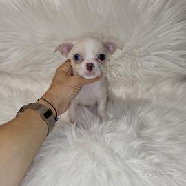 Chihuahua Toy bianco isabella merle eterocromia