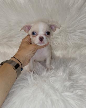 Chihuahua Toy bianco isabella merle eterocromia