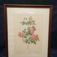 Stampa antica Rosa Multiflora Carnea, p.j.redoute