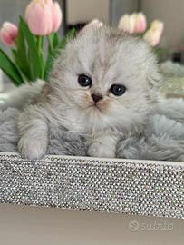 Gattina Highland Fold