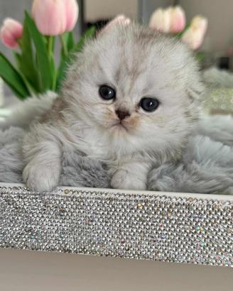 Gattina Highland Fold