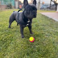 Bulldog francese blue per monta