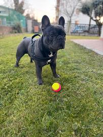 Bulldog francese blue per monta