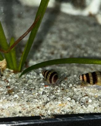 Lumaca killer