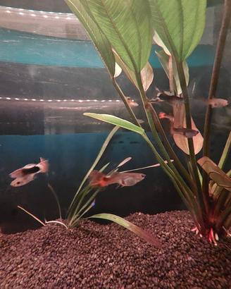 trii guppy (poecilia reticulata)