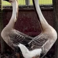 Maschi di oca cignoide