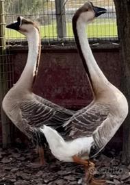 Maschi di oca cignoide