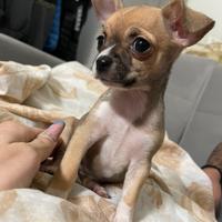 Cucciola chihuahua Toy di 1 mese prezzo trattabile