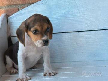 Beagle