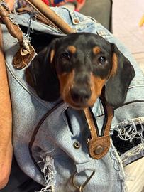 Bassotto cucciolo, pelo raso