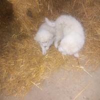 Pastore abruzzese