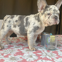 Bulldog francese blue fawn e merle