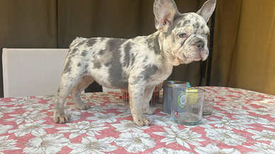 Bulldog francese blue fawn e merle