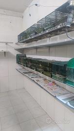 Tordi bottacci, sasselli e merli