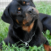 Rottweiler maschio con pedigree in adozione