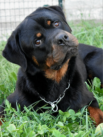 Rottweiler maschio con pedigree in adozione