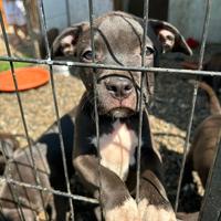 Amstaff American Staffordshire Terrier