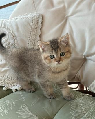 Maschio 2 mesi golden British straight shorthair