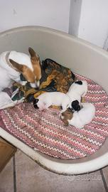 Cuccioli Jack russell