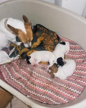 Cuccioli Jack russell