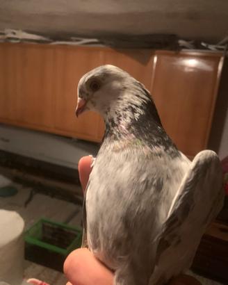 Coppia piccioni da volo