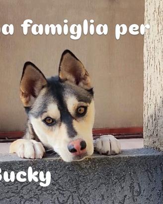 Cane giovane meticcio