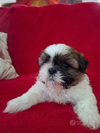 Cuccioli di Shitzu