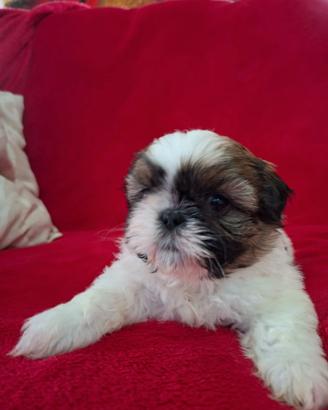 Cuccioli di Shitzu