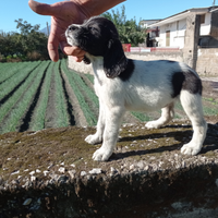 Epagneul Breton bianco/nero femmina