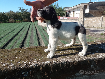 Epagneul Breton bianco/nero femmina