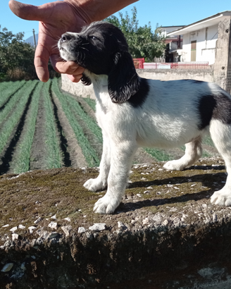 Epagneul Breton bianco/nero femmina
