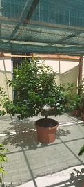 Pianta Limone 4stagioni 25 anni