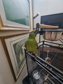 Amazzone fronte gialla