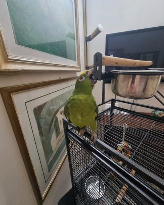 Amazzone fronte gialla