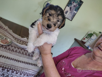 Fox Terrier