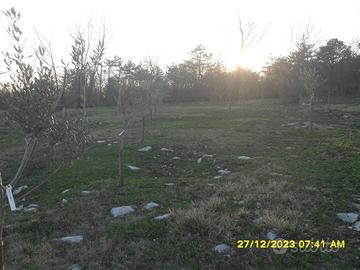5500 mq - agricolo uliveto