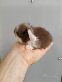 Coniglio nano ariete mini lop