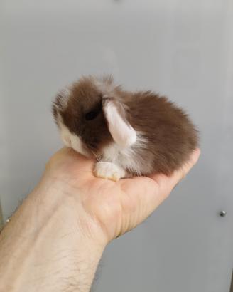 Coniglio nano ariete mini lop