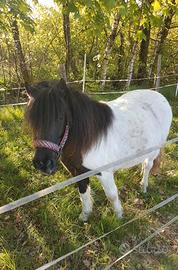 Pony games dai 3 ai 10 anni