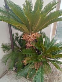 Cycas di 25 anni altezza 2 metri