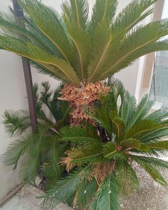 Cycas di 25 anni altezza 2 metri