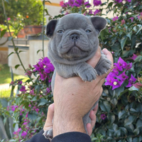 Cuccioli di bulldog francese